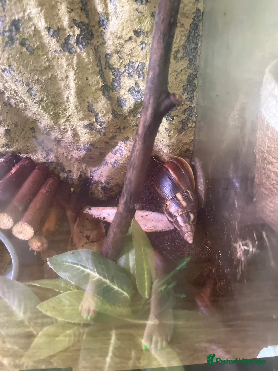 Snails invertebrates for sale: Giant African land snails  - Advert 2