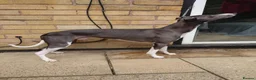 Whippet dogs for stud: KC registed whippet stud - Advert 5