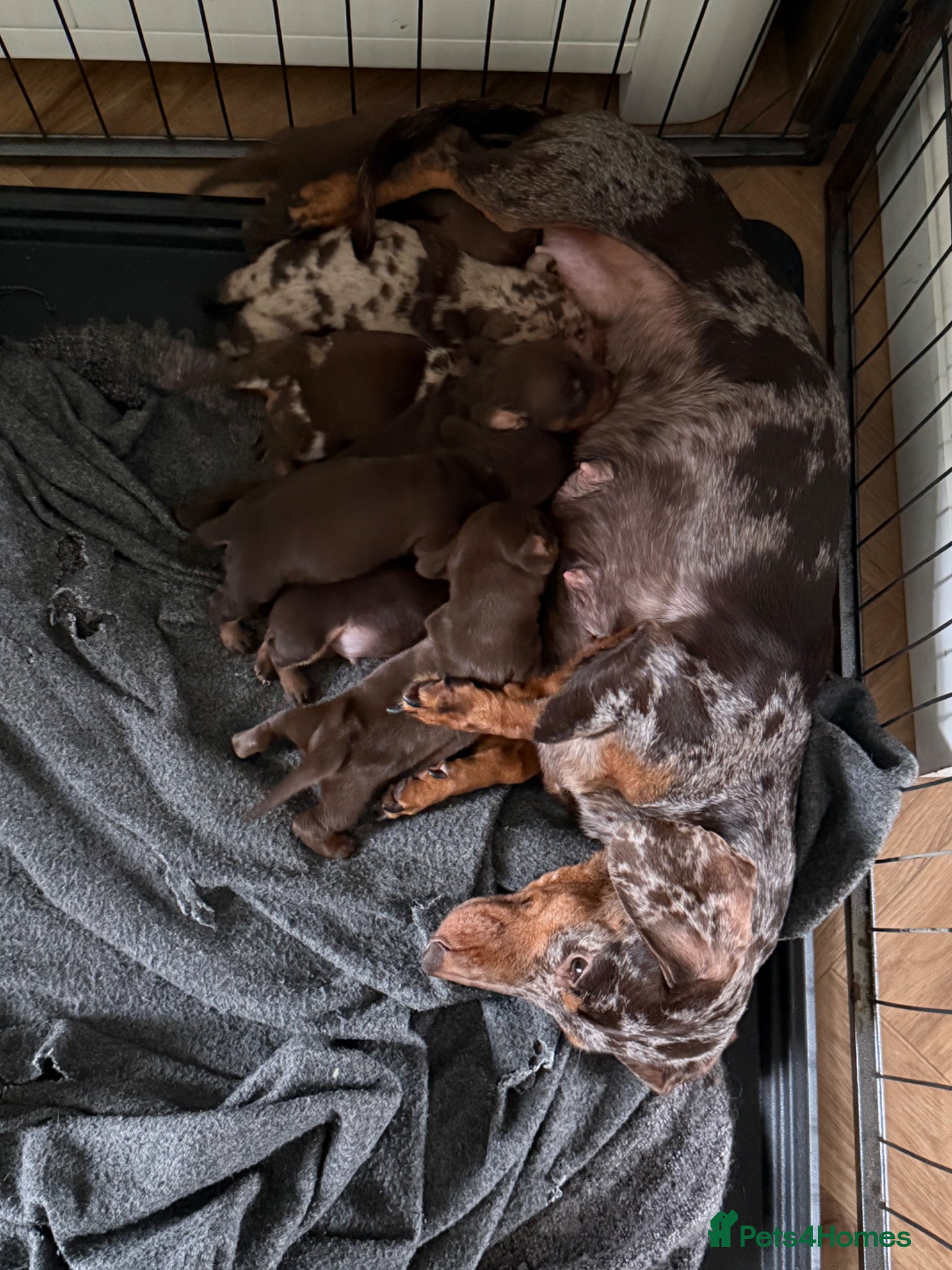 Miniature Dachshund dogs Miniature dachshund puppies 🐶  - Advert 1