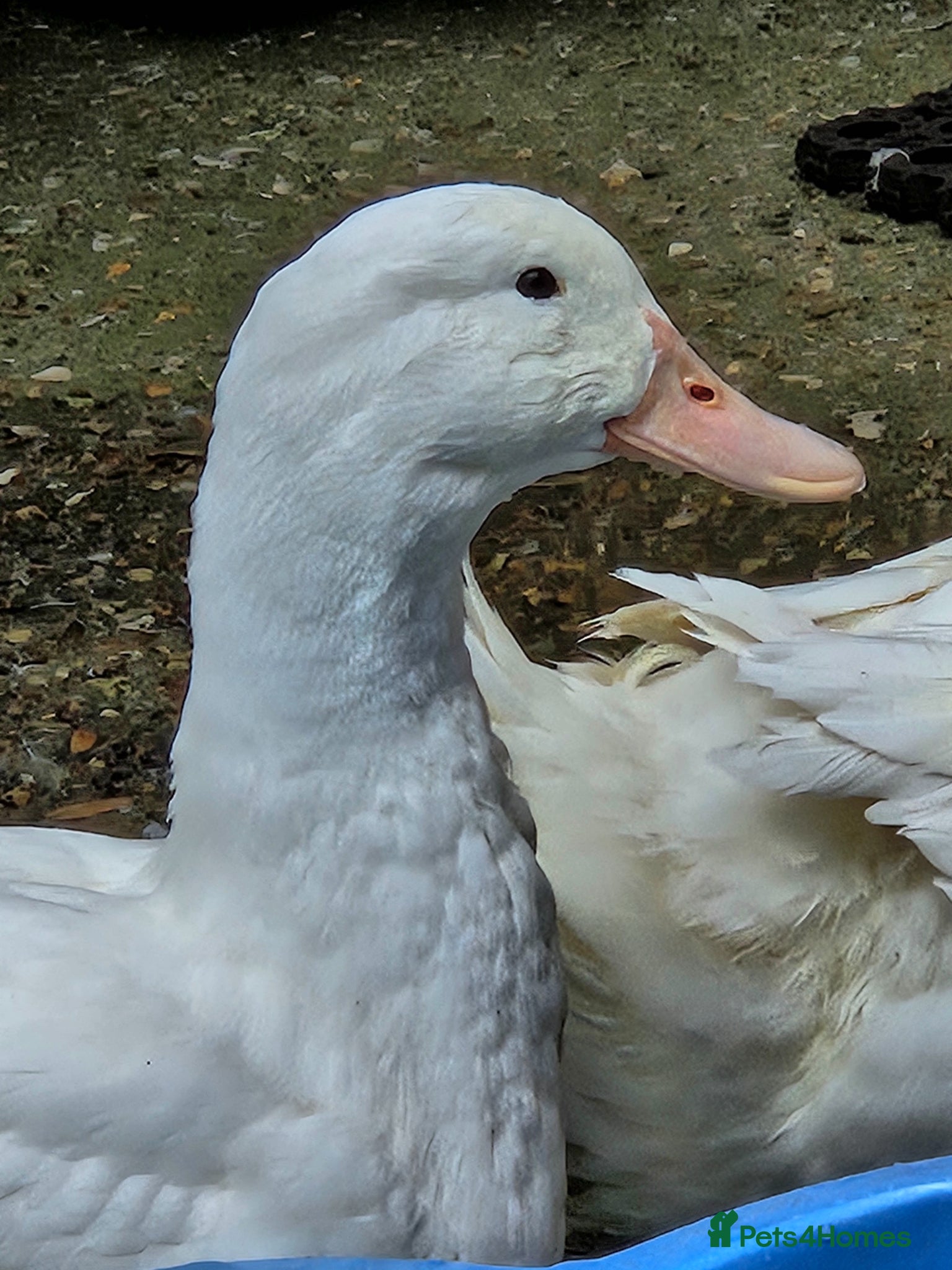 Ducks poultry 3 x male ducks for sale - Advert 1