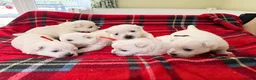 West Highland Terrier dogs for sale: West Highland White Terrier Pups - Advert 1