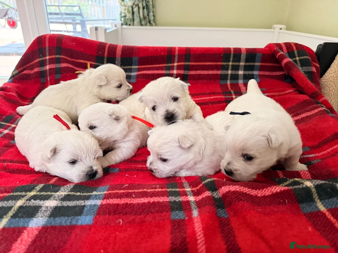 West Highland Terrier dogs for sale: West Highland White Terrier Pups - Advert 1