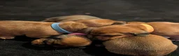 Miniature Dachshund dogs for sale: Miniature dashaund puppies  - Advert 9