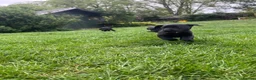 Labrador Retriever dogs for sale: Black Labrador Pups, KC Registered, 2 F, 1 M.  - Advert 11