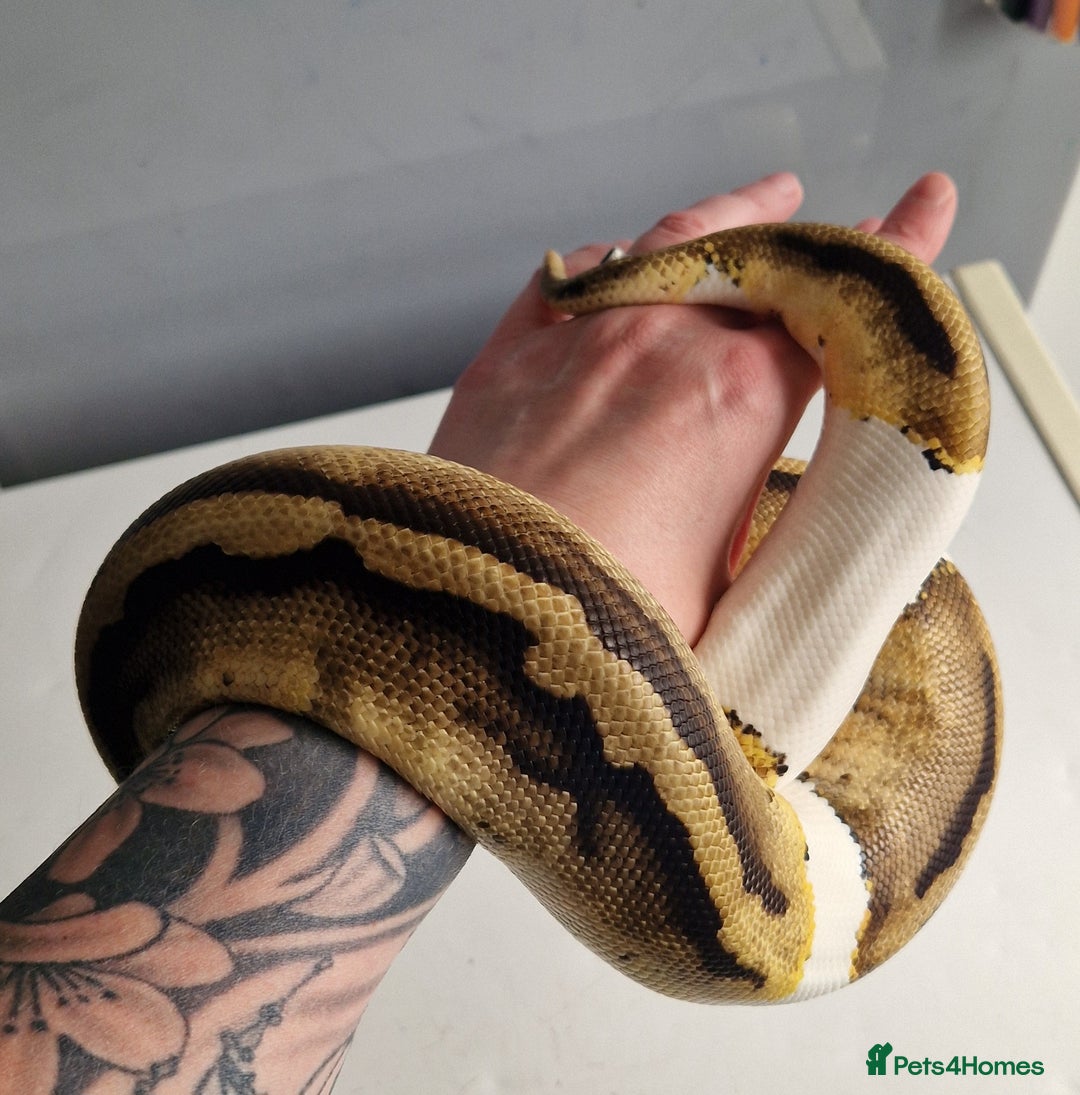Python Snake reptiles for sale: Pied Royal / Ball Python - Image 4