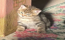 British Shorthair cats for sale: Three full tabby kittens and one black kitten - Image 9