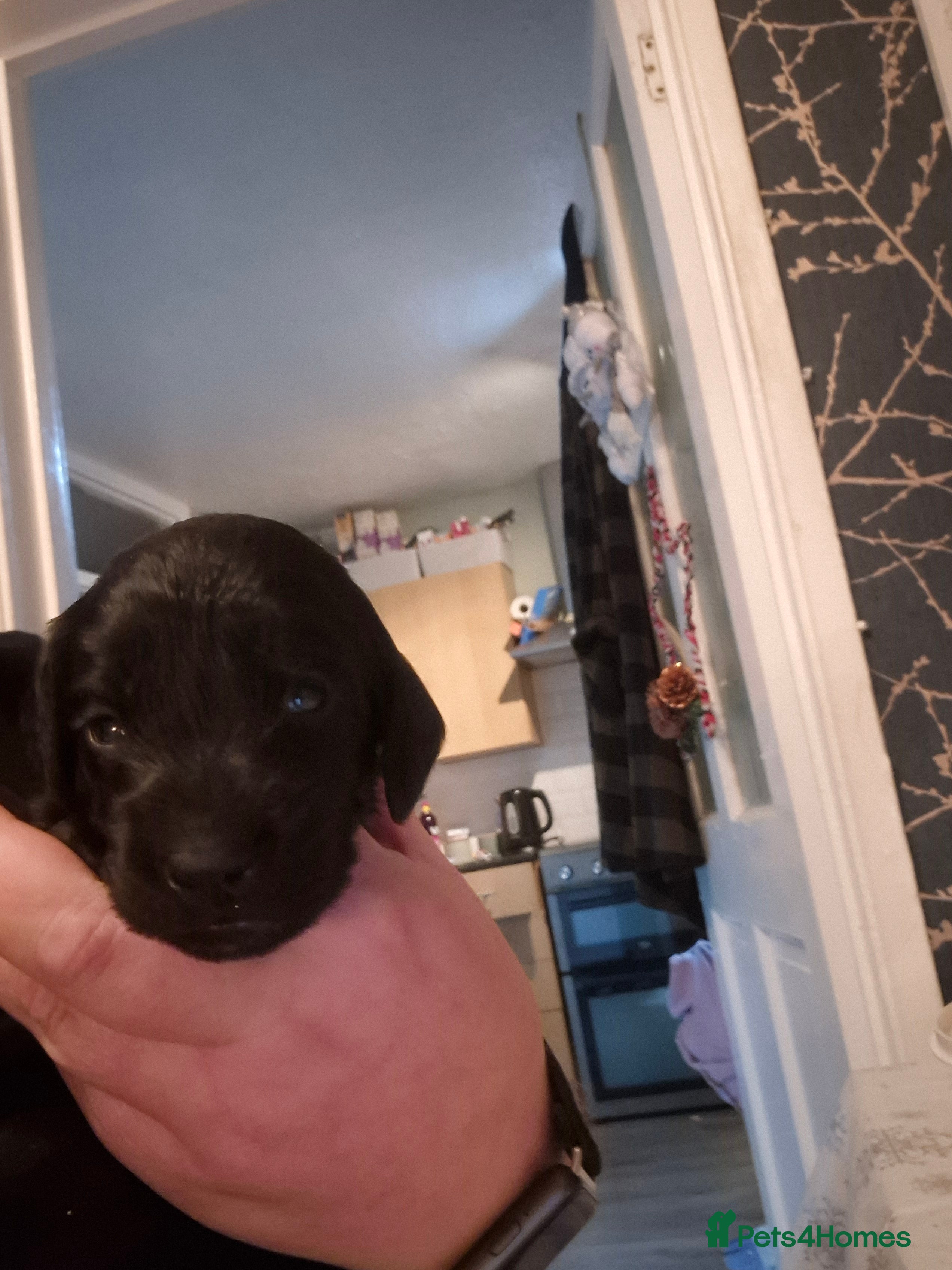 Cockapoo dogs Beautiful f2 cockapoo pups - Advert 16