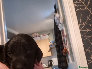 Cockapoo dogs Beautiful f2 cockapoo pups - Advert 18