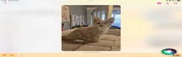 Maine Coon cats for sale: Very Special Boy, Please read. - Advert 1