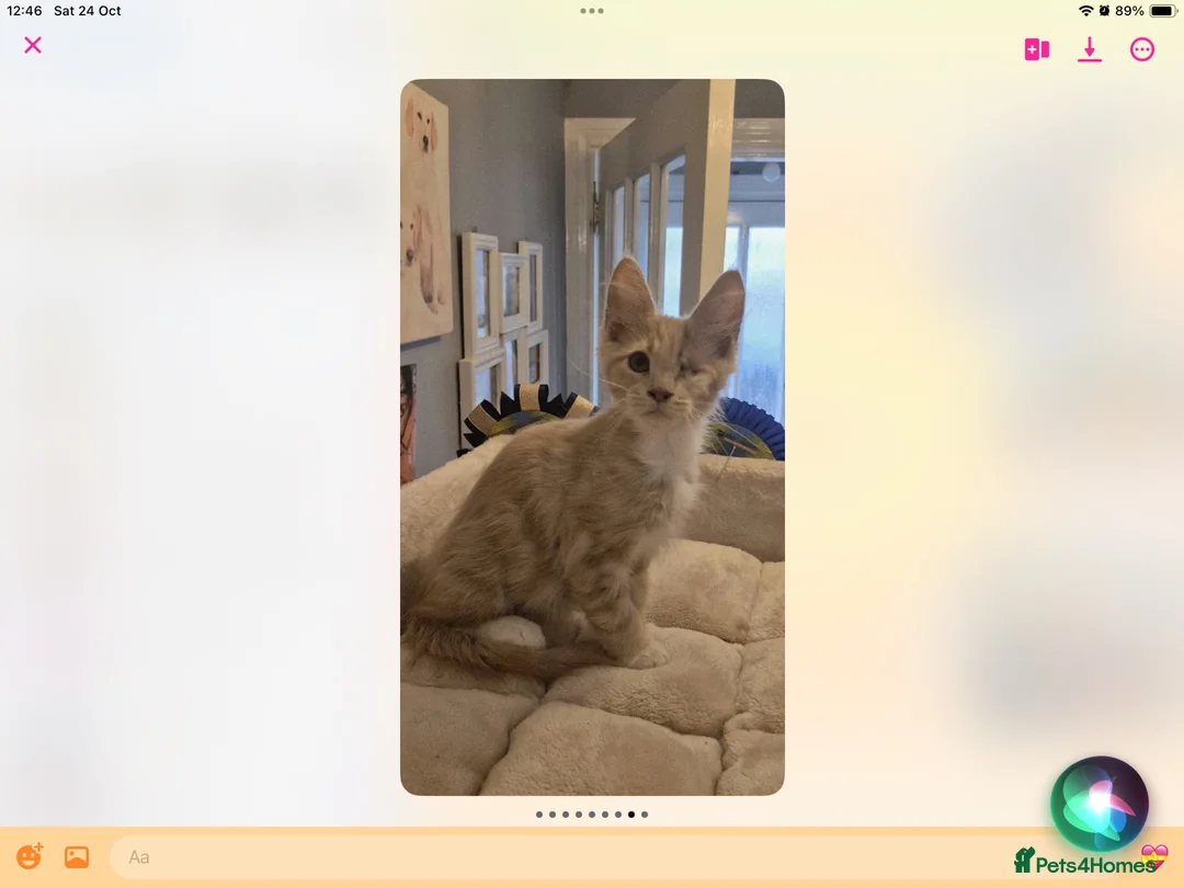 Maine Coon cats for sale: Very Special Boy, Please read. - Advert 1