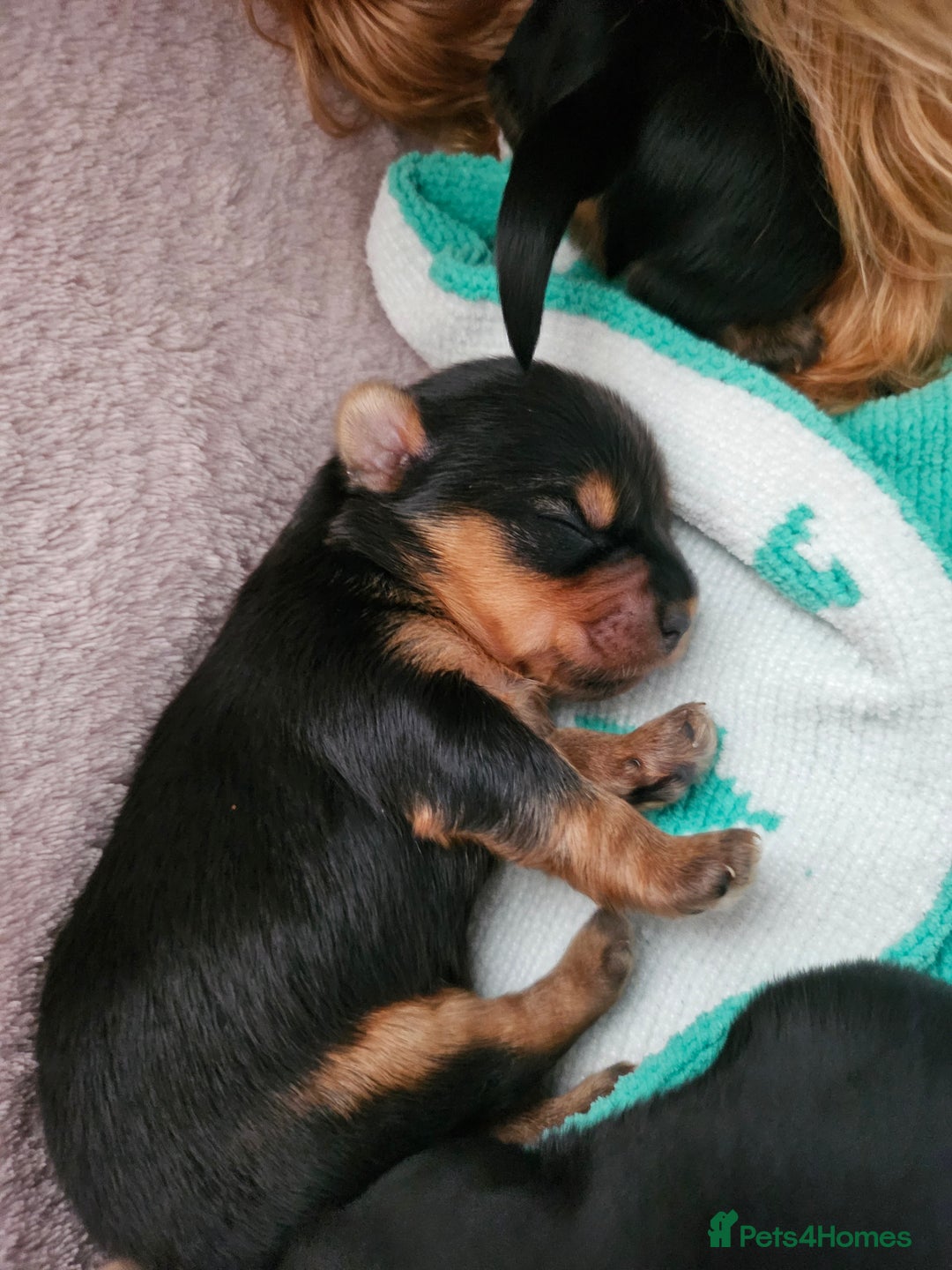 Yorkshire Terrier dogs for sale: Yorkshire terrier (miniature) - Image 14
