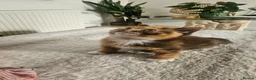 Selkirk Rex cats for sale:  Beautiful Home-Raised Selkirk Rex&BSH Kittens 😻 - Advert 10