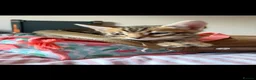 Bengal cats for sale: Mr odin - Advert 5