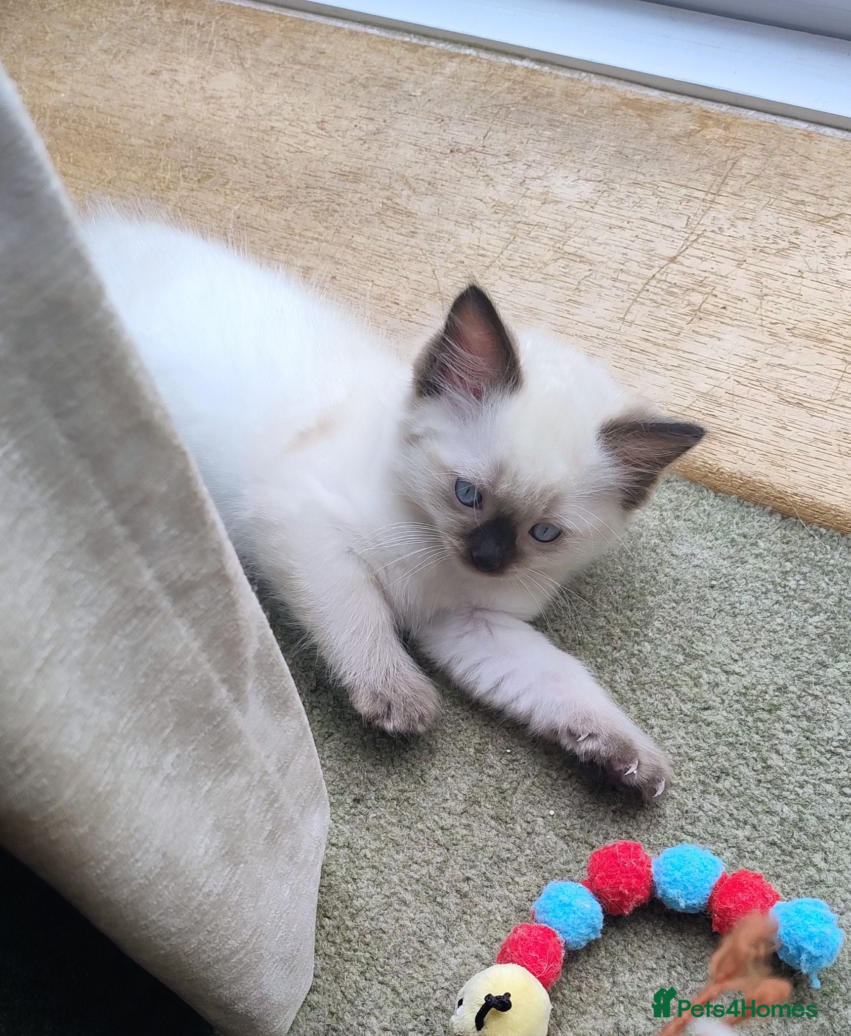 Ragdoll cats Pure bred Ragdolls need loving homes - Advert 2