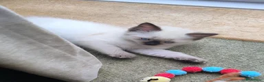 Ragdoll Kitten 1
