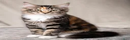 British Shorthair cats for sale: Stunning half Main Coon kitten ready for new home - Advert 9