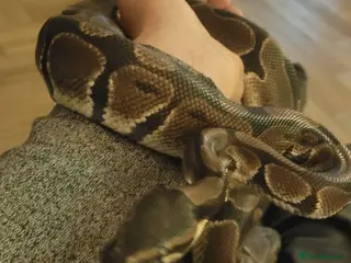 Python Snake reptiles Royal Pyton - Advert 17