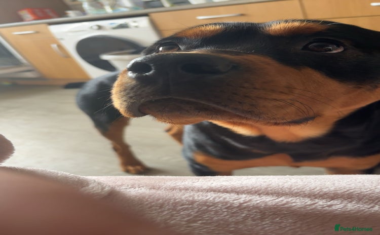 Rottweiler dogs - Advert 3