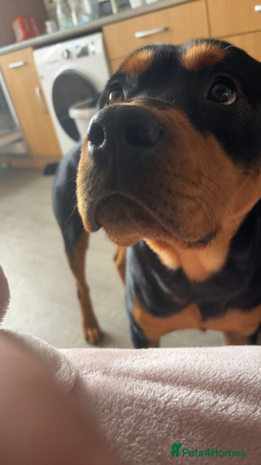 Rottweiler dogs for stud: Bruce the Rottweiler  - Image 5