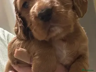 Cocker Spaniel dogs Beautiful KC Reg. Working Cocker Spaniels - Advert 16