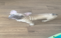 French Bulldog dogs for sale: French bulldog  - Image 14