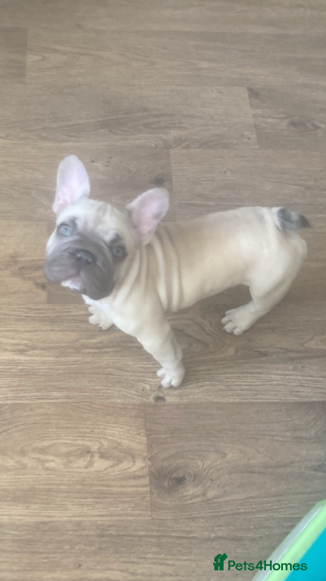 French Bulldog dogs for sale: French bulldog  - Image 14