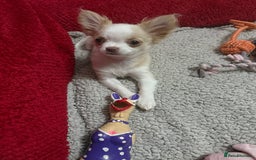 Chihuahua dogs for sale: Exquisite KC Apple Chihuahua Pup  - Image 5