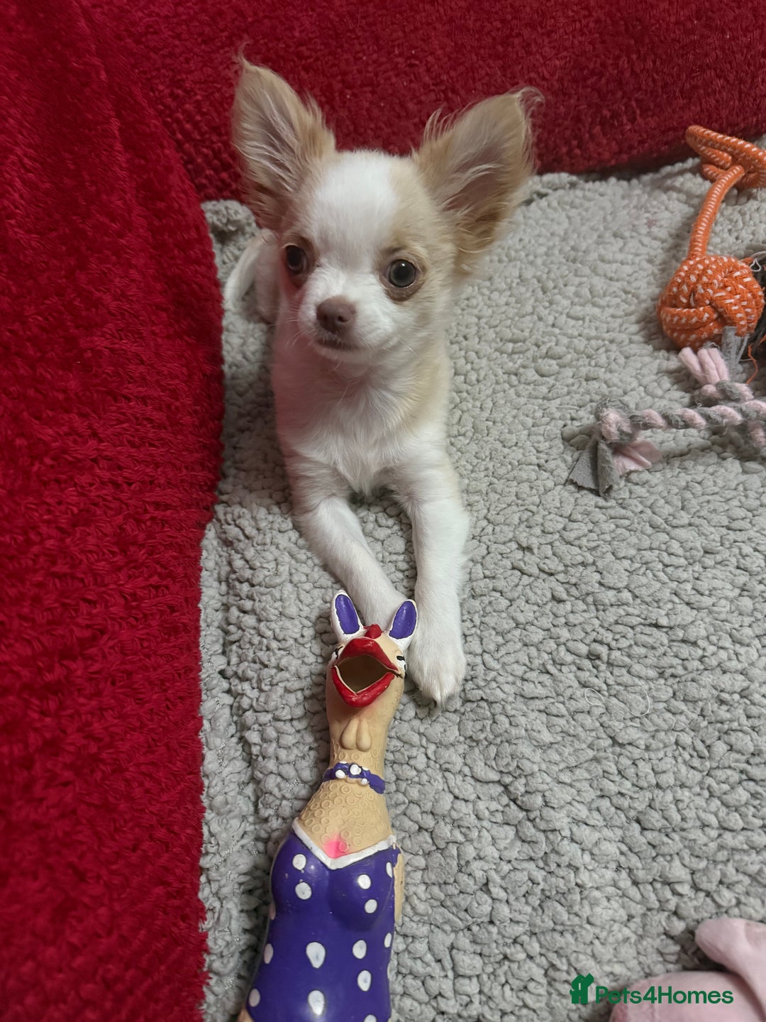 Chihuahua dogs for sale: Exquisite KC Apple Chihuahua Pup  - Image 5