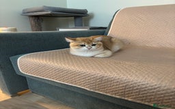 British Shorthair cats for sale:  Golden British Shorthair kittens  in London - Image 25