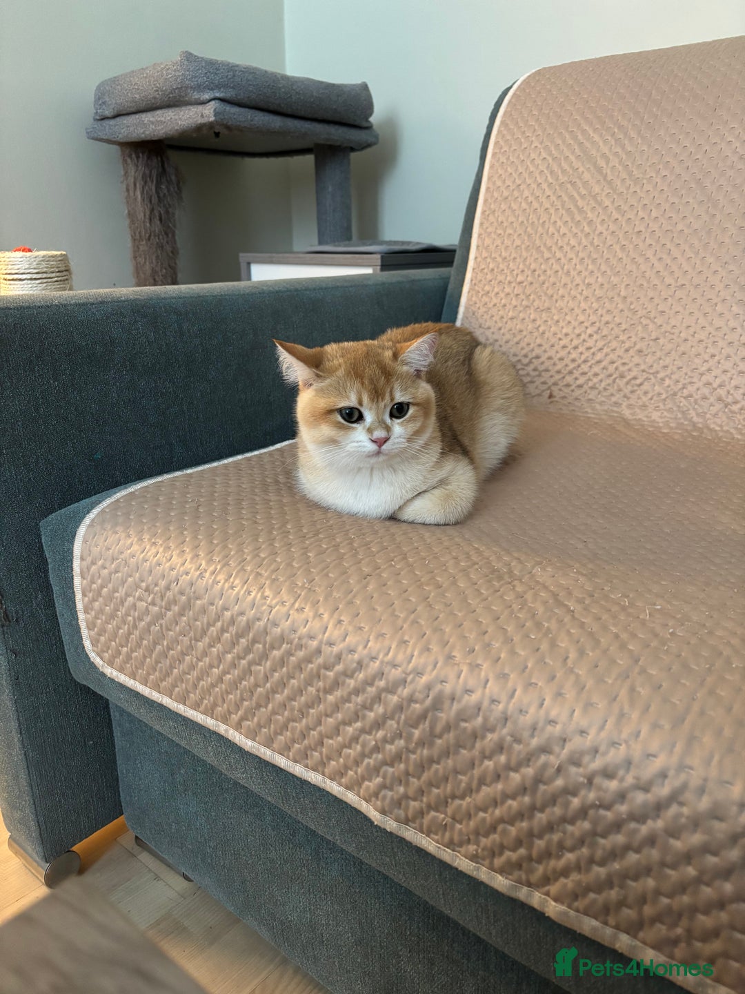 British Shorthair cats for sale:  Golden British Shorthair kittens  in London - Image 25