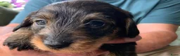 Miniature Dachshund dogs for sale: Miniature Wire haired Dachshund  - Advert 23