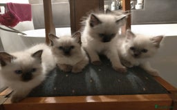 Ragdoll cats for sale: Adorable nice Ragdoll Kittens for sale - Image 4