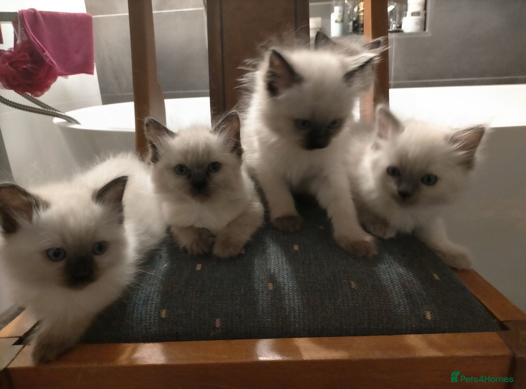 Ragdoll cats for sale: Adorable nice Ragdoll Kittens for sale - Image 4