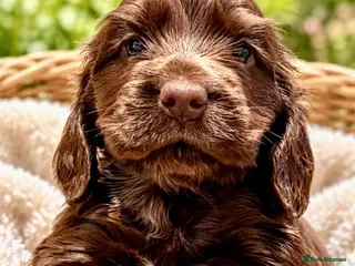 Cocker Spaniel dogs KC show cocker spaniel puppies Simbawood sire - Advert 2