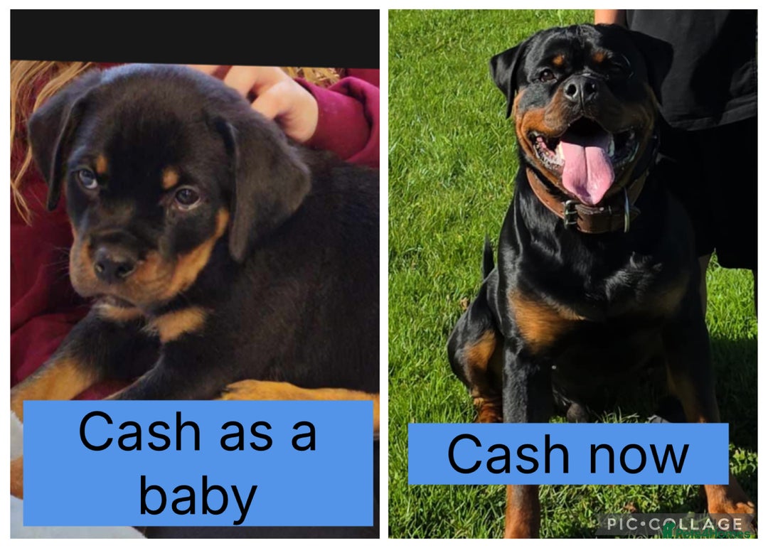 Rottweiler dogs for sale: 🔥2 chunky KC REGISTERED Rottwieler puppies 🔥 - Image 9