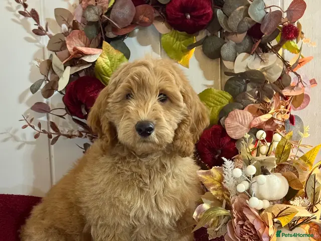 Goldendoodle dogs 1 gorgeous miniature Goldendoodle poodle - Advert 1
