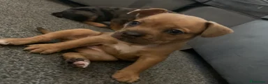 Mixed Breed Puppy- female 2