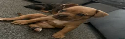 Mixed Breed dogs for sale: Frenchie cross daschund pups  - Advert 15