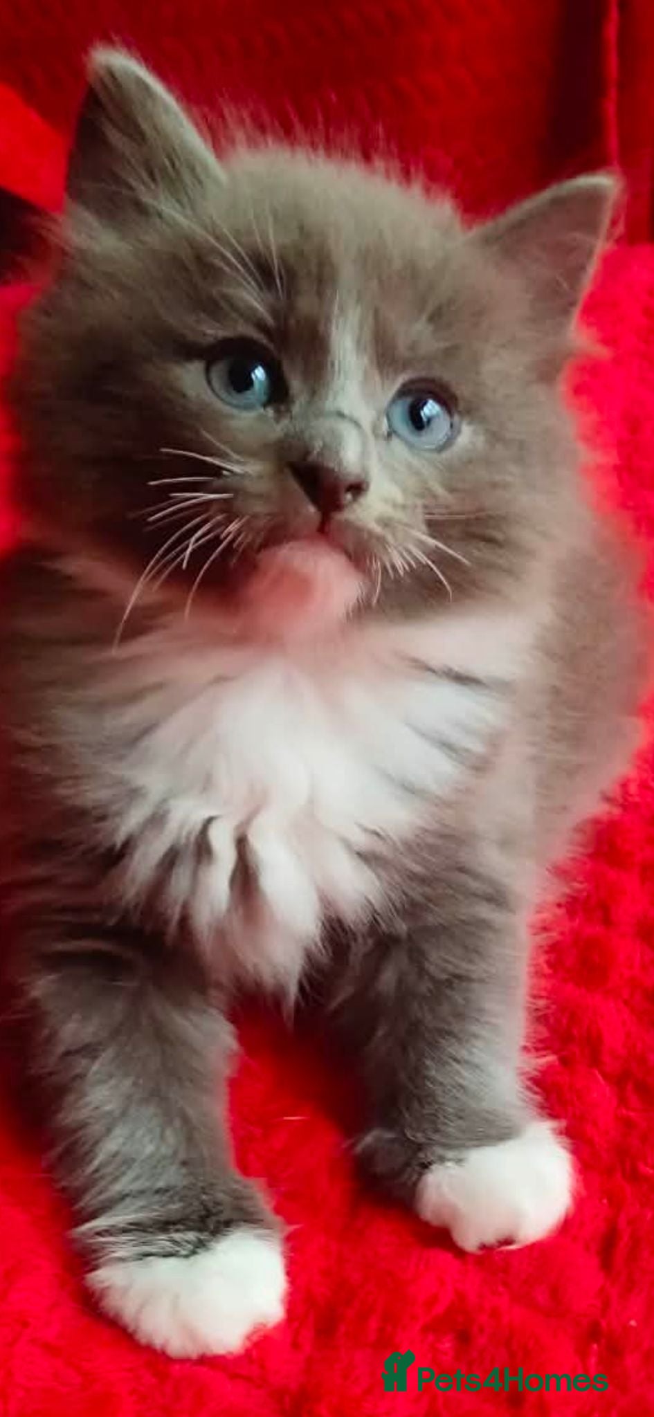 Mixed Breed cats KITTENS - Advert 2