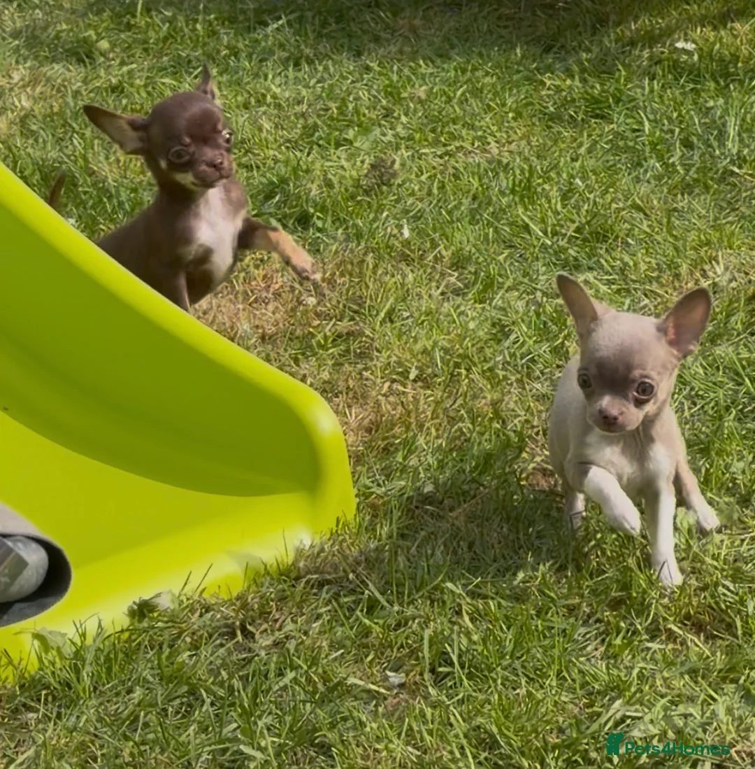 Chihuahua dogs for sale: Ready Now Tiny Chihuahua Puppies  - Advert 1