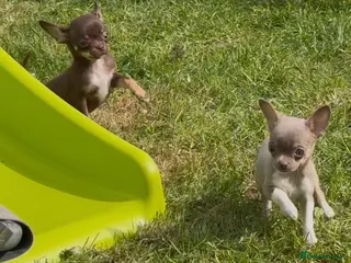 Chihuahua dogs Ready Now Tiny Chihuahua Puppies - Advert 4