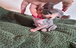Sphynx cats for sale: Sphynx kittens  - Image 3