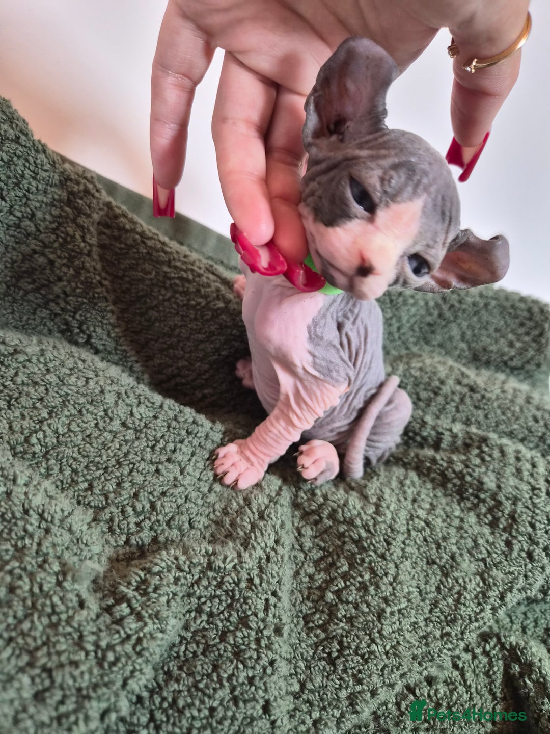 Sphynx cats for sale: Sphynx kittens  - Image 3