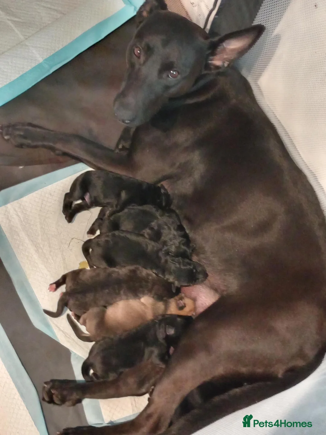 Mixed Breed dogs for sale: German Shepherd cross mali pups - Advert 18