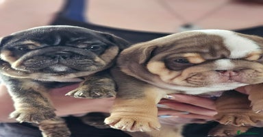 English Bulldog dogs - Advert 3