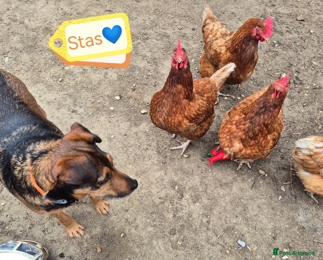 Mixed Breed dogs for adoption: 💙🐶 STAS 🐶💙 - Image 2