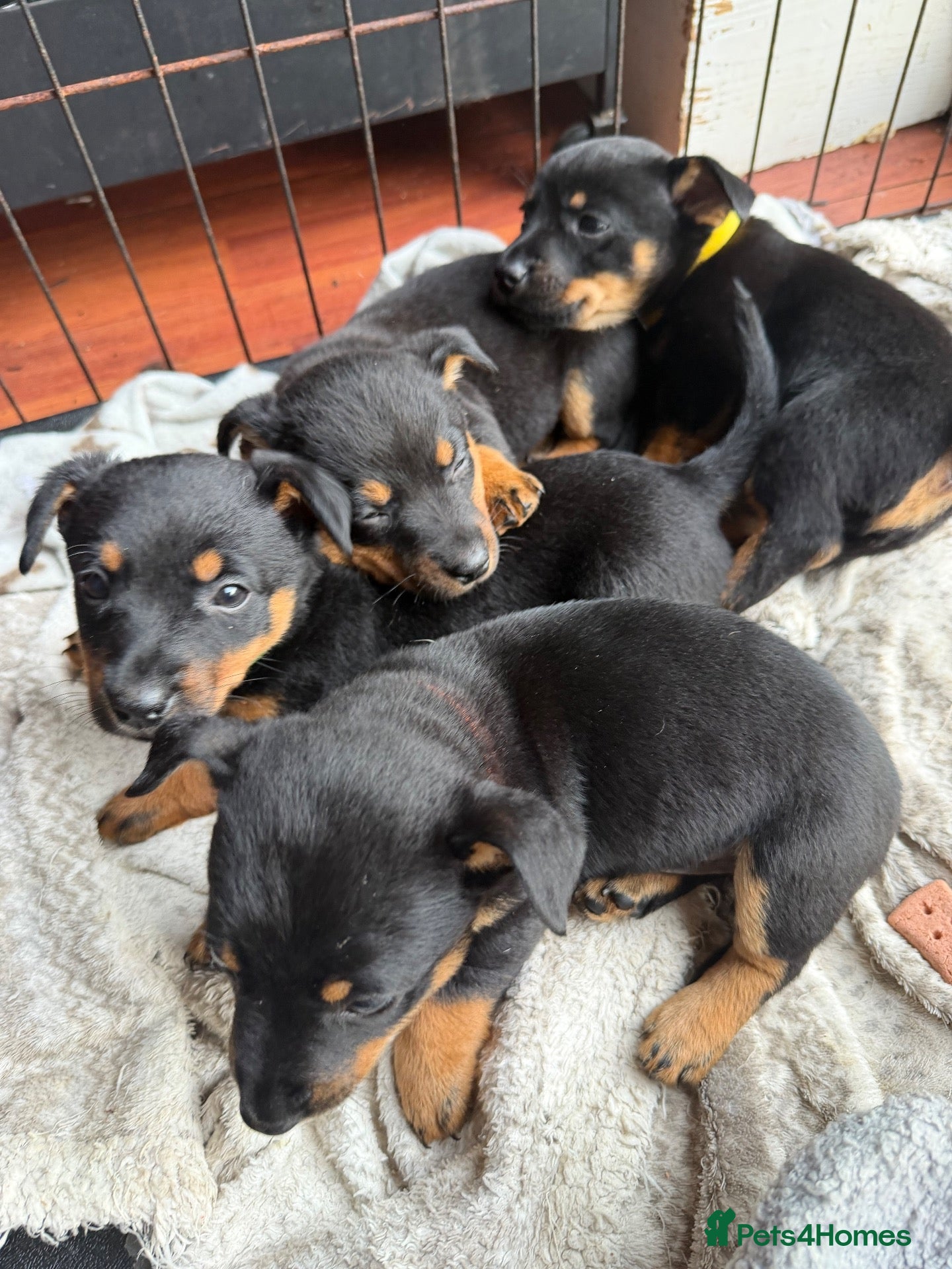 Lancashire Heeler dogs KC Lancashire Heeler Puppy’s  - Advert 2