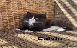 Maine Coon cats for sale: Mainecoons  - Image 4