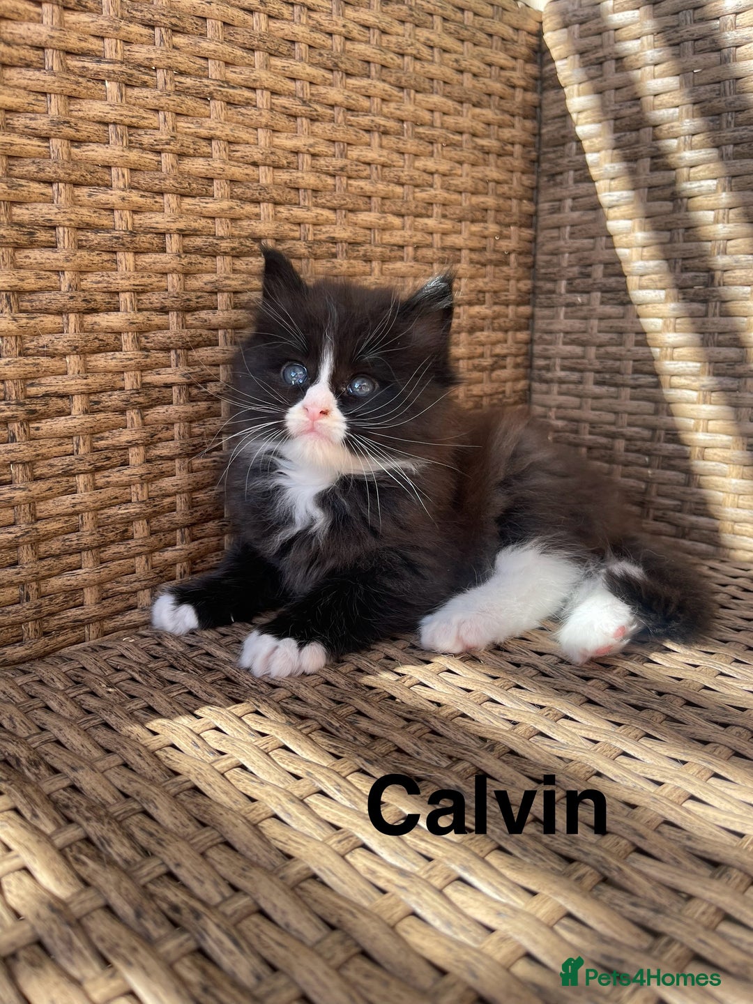 Maine Coon cats for sale: Mainecoons  - Image 4