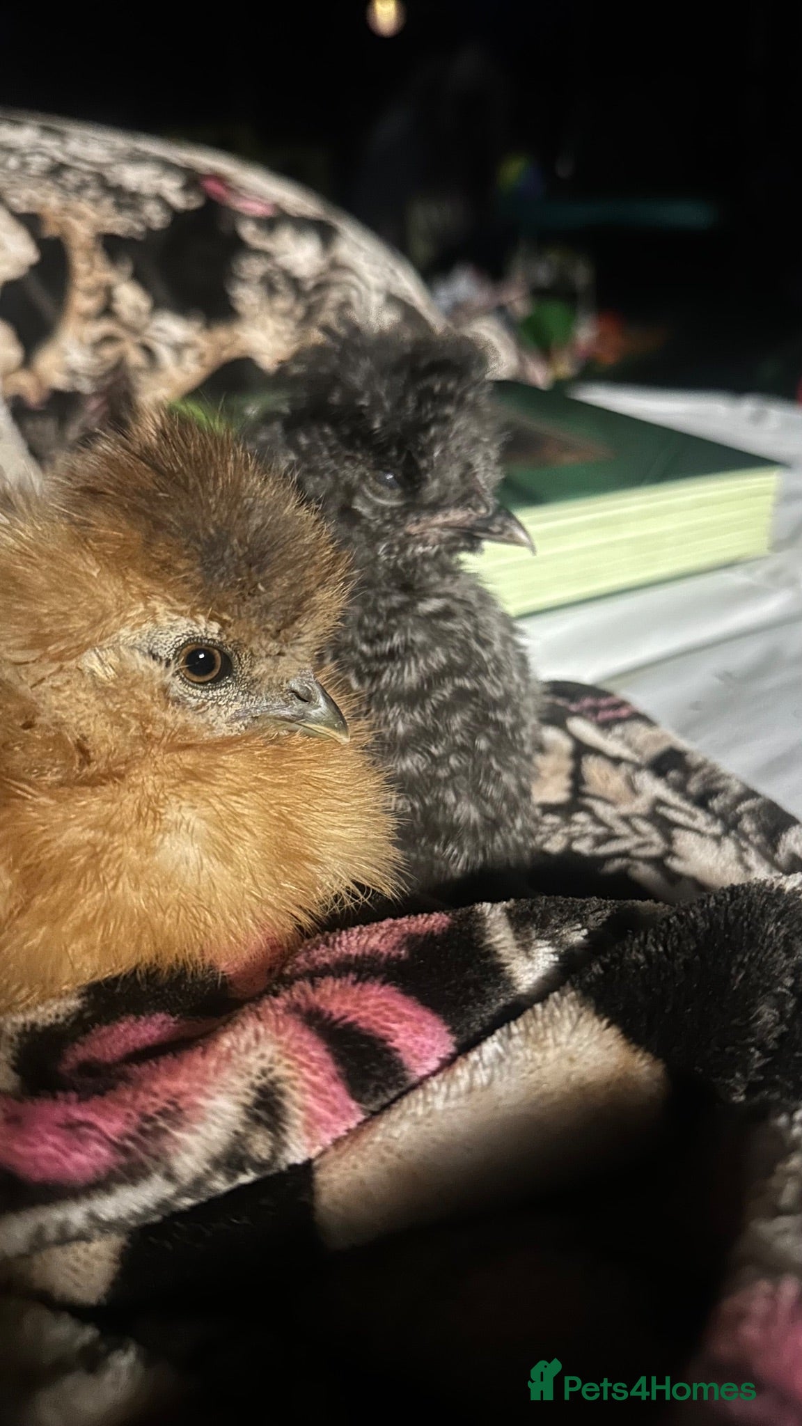 Chickens poultry Silkie chicks  - Advert 8